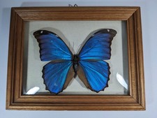Curiosité : Papillon Bleu Morpho - Entomologie Guyane - Cadre bois - verre bombé
