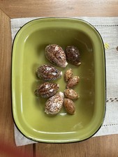 Lot de 9 coquillages "Cauris