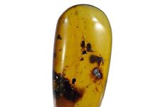 Insecte dans de l' ambre du Crétacé - Insect in cretaceous amber - burmite