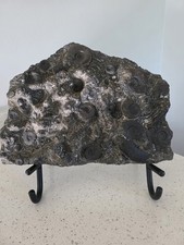 Large Ammonite Fossil Cluster