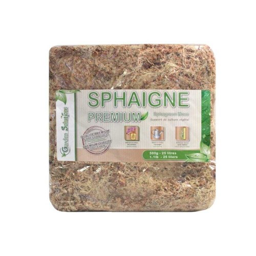 Sphaigne chili pour - du,