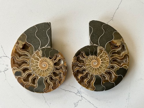 Superbe grande ammonite - superbe,