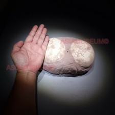 PAIRE Dinosaure Oeuf Nid