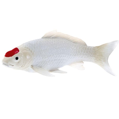 Koi carp tancho point rouge - carp,