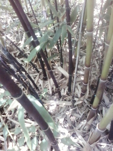 Foot phyllostachys nigra - 1,