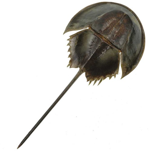 Carapace limule avec pattes - carapace, de