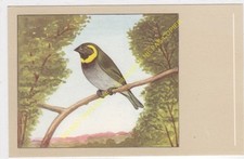 Oiseau Bird Petit Chanteur de Cuba Euethia canora n22