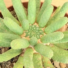 Euphorbia esculenta, pot 14 cm