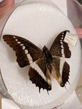 Taxidermie - Papillon Naturalisé - Charaxes Candiope