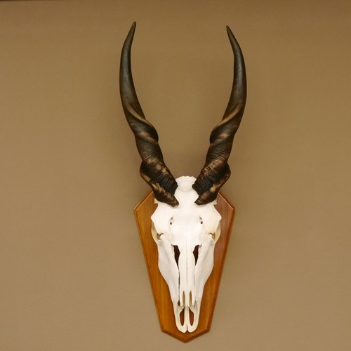Eland - , (taurotragus