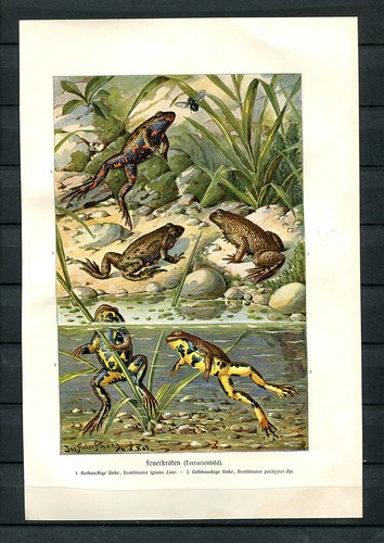 Coloré tableau litho - /, um
