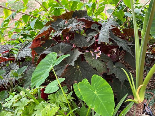 Begonia harvest moon - begonia,