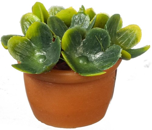 Plante verte pot terre - pot,