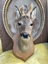 Trophée De Chasse Tête Chevreuil Biche Taxidermie Cabinet De Curiosité 
