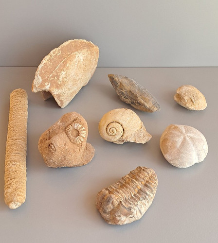 Lot fossiles trilobite - fossiles,