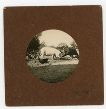 PHOTO, Animaux de la ferme élevage campagne naturalisme cochon poule dindon