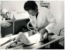 Sweden, Bill Bosu at the "Primat Laboratory" in Uppsala   Tirage argentique 