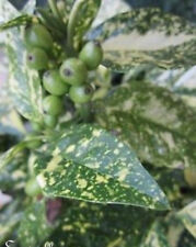 ♫ LAURIER CERISE Panaché - Prunus lauroces. ♫ Graines ♫ Arbuste Haie Champêtre ♫