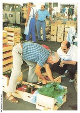 CAR-ACVP1-0042-06 - NICE-ST-ISIDORE - Petits metiers - Joseph arnaud - La taud