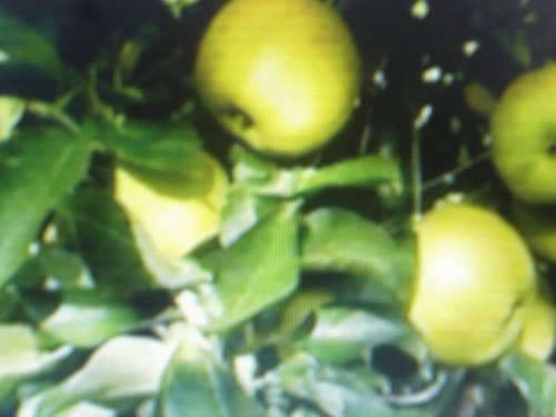 Graines pommier pomme - 5, de