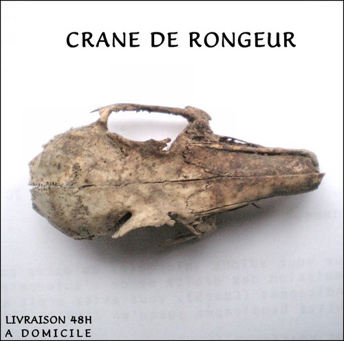 Crane grand rongeur - crane, cabinet