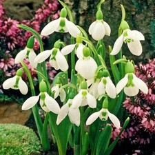 Bulbes de perce-neige bulbes fleurs Galanthus Elwesii 5 pcs