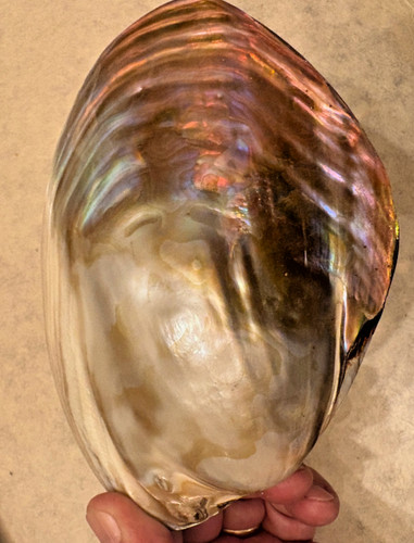 Coquillage collection - collection,