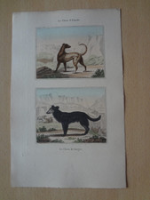 Gravure animal : chien