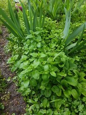 4 Pieds Melisse/citronnelle