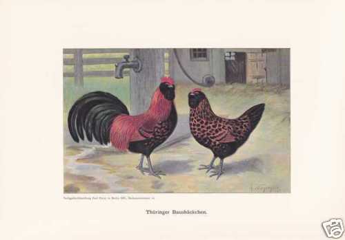 Poule barthuhn thuringe - poule,