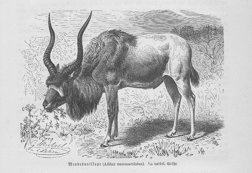 Mendesantilope addax - mendesantilope,