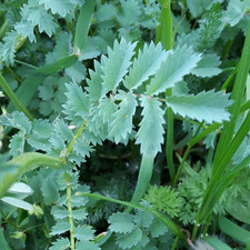 20 graines de Pimprenelle