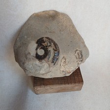 Ammonite, Fossiles France