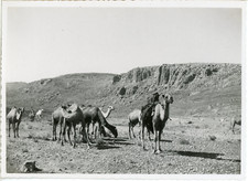 Algérie, Caravane de chameaux