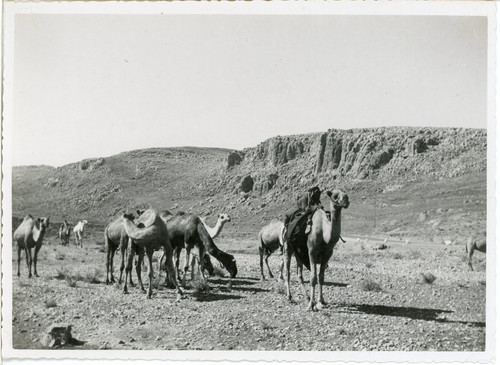Algérie caravane chameaux - caravane,
