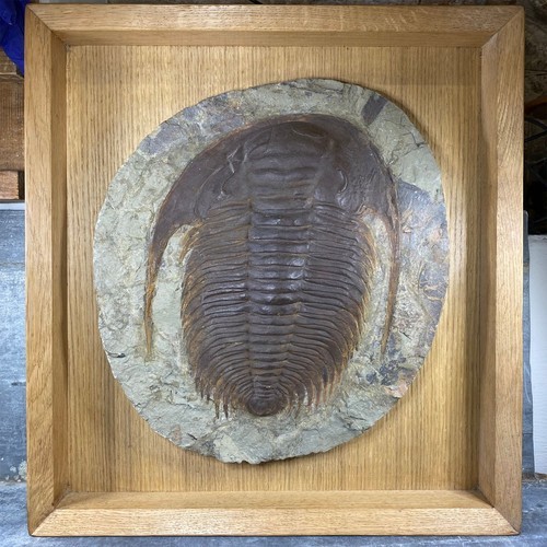 Fossile trilobite son - trilobite,