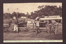 Carte postale Cameroun transport des fèves de cacao vers la salle de séchage