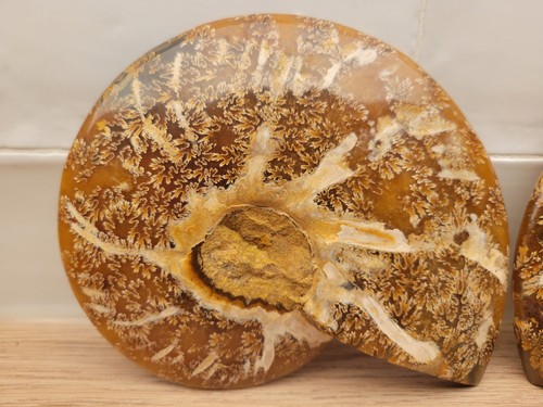 Ammonite polie - ammonite,