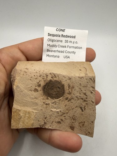 Pomme pin fossil montana - pin,