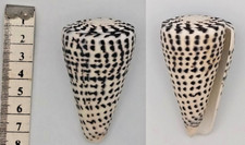 Coquillage de collection