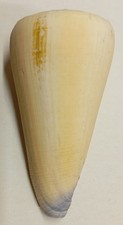 Conus (Lividoconus) virgo