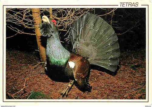 Carte postale animaux - postale,