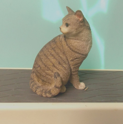 British shorthair cat - shorthair,
