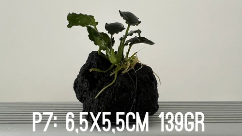 Plante aquarium anubias - plante,