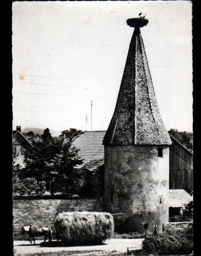 Ribeauville attelage - (68),