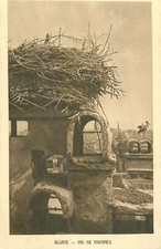 67 ALSACE nid de cigognes 25544