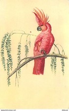 Animaux - Oiseaux - Perroquet - kakatoès à huppe jaune - illustration - dessin -