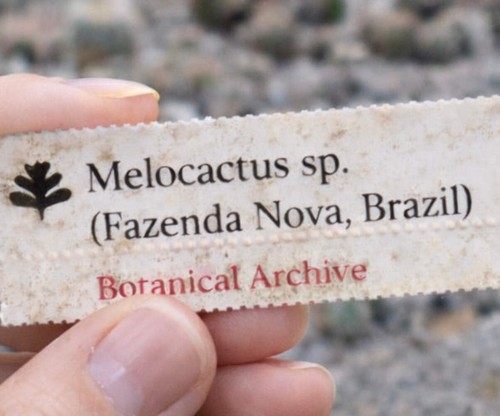 Melocactus fazenda nova - sp.,