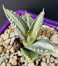 Agave Titanota “Werewolf"
