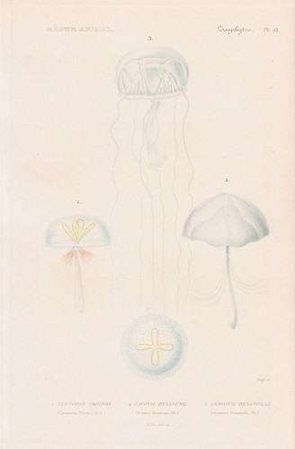 Lymnorea triedra méduse - lymnorea,